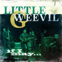 Little G Weevil - Gold Mine