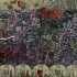 Nikita Kamenskiy - MICELIUM