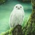 Moglii - White Owl